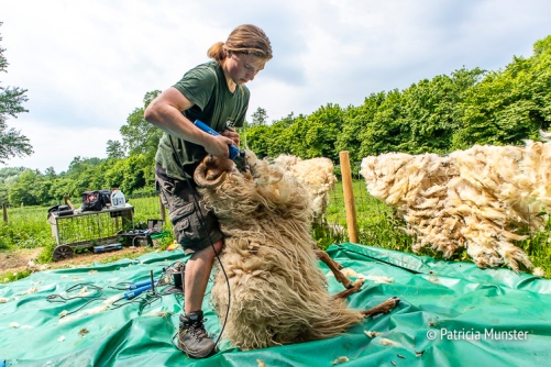 Pedicure bij schapen